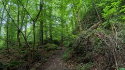 Mullerthal W3 wandeling